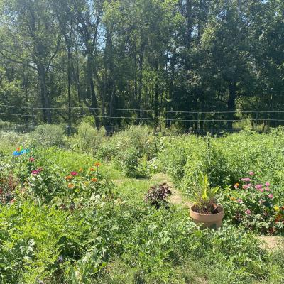 lush garden growing