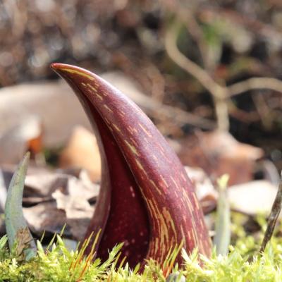 skunk cabage emerging - looks like a red horn emerging from green moss