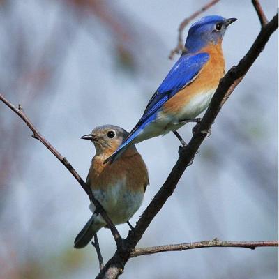 A male (right) and female (left) eastern bluebird.