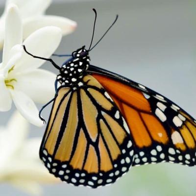 monarch butterfly on white flower