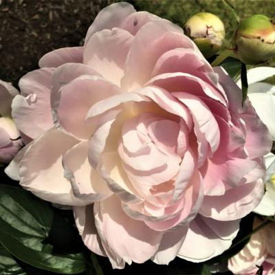 Mrs. Franklin D. Roosevelt peony