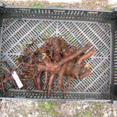 a clump of a peony root system in a plastic box