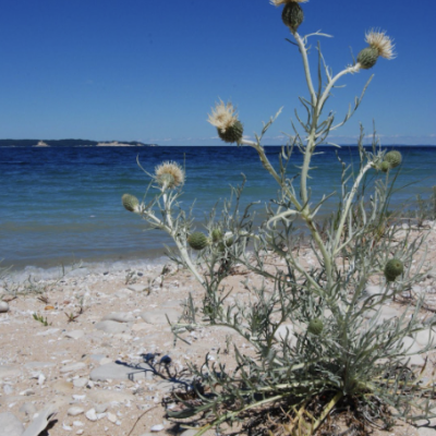 Pitcher’s thistle (a.k.a. dune thistle) growing at Sleeping Bear Dunes National Lakeshore. 