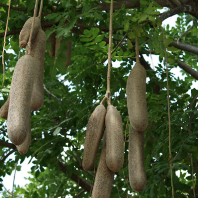 Sausage tree fruit looks like larges sausages hanging from a tree