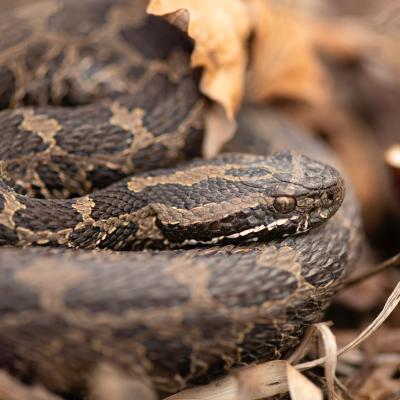 Profile view of an Eastern massasauga rattlesnake among brown leaves