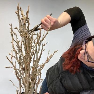 carmen trims a leafless bonsai tree