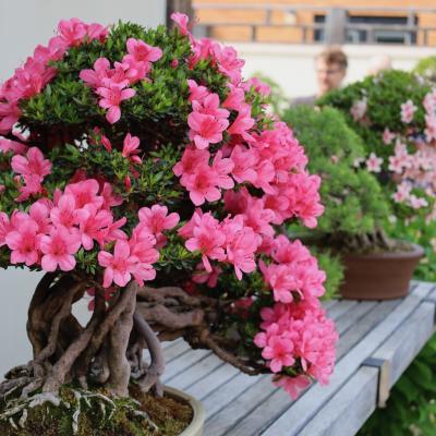 pink flowering bonsai