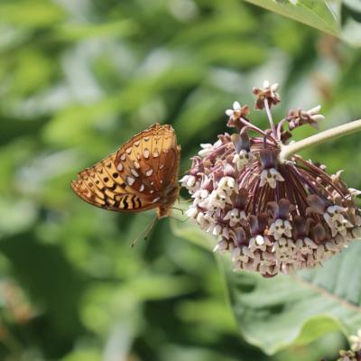 butterfly on milkweed flower