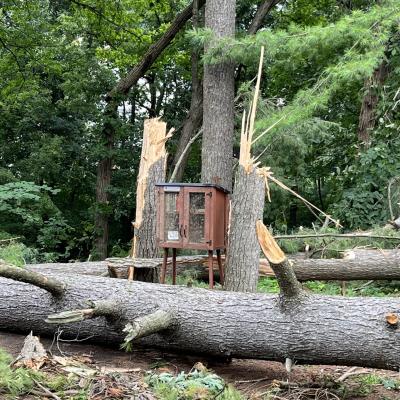 little free library in arb stands between several broken trees