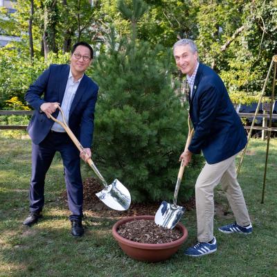 President Ono and Mayor Taylor use shovels to add last bit of mulch to a newly planted white pine tree