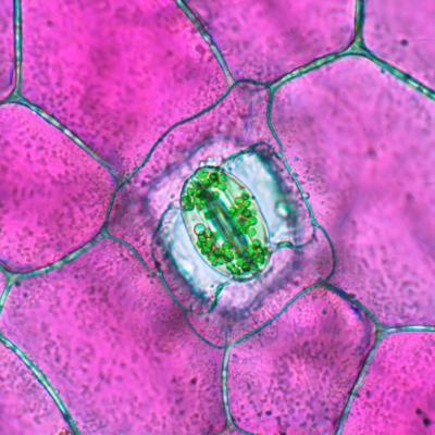 Microscope image of the stomata (a tiny pore that helps plants breathe) of a Moses-in-the-cradle Plant (Tradescantia spathacea) 