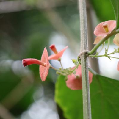 Cup-and-saucer plant (Holmskioldia sanguinea Lamiaceae)