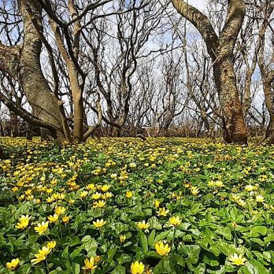 field of lesser celandine
