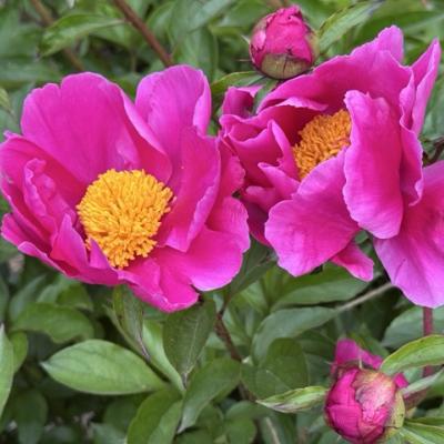bright pink peony flowers with yellow centers