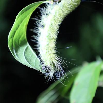 American Dagger Moth Caterpillar