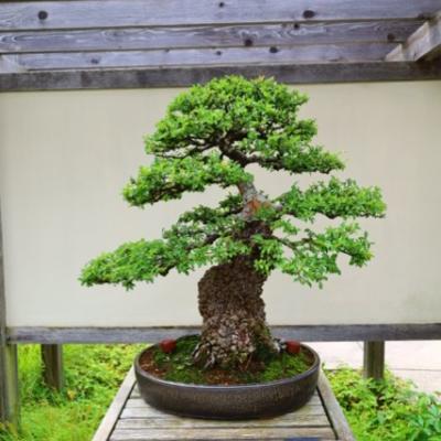 bonsai in brown pot