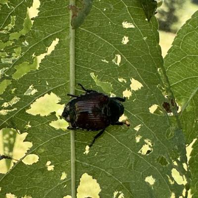 Japanese beetle on leaf that has been eaten