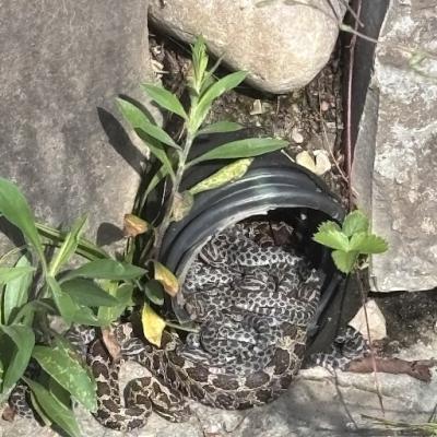 snakes in a drain pipe