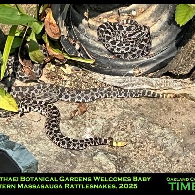 baby snakes in black drain pipe