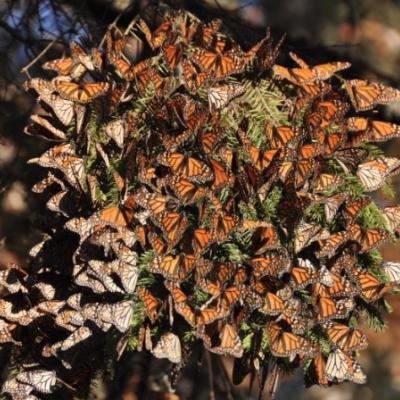 A large mass of migrating Monarchs on a tree in Mexico