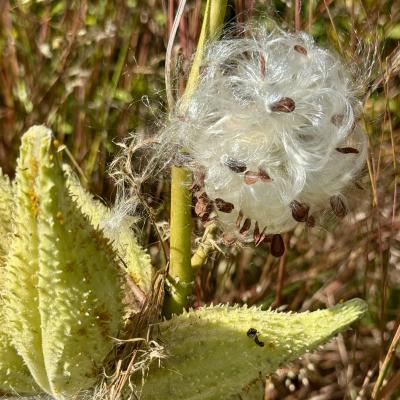 milkweed pod that has opened to a mass of seeds