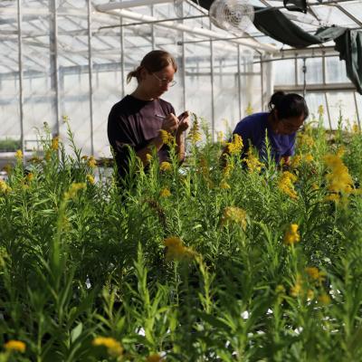 Dr. Julia Eckberg (left) and Dr. Mia Howard (right) working together to harvest goldenrod plants from a greenhouse experiment. 