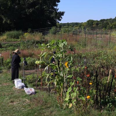 a person stands on th e edge of a garden plot