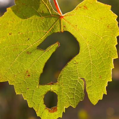 leaf with question mark on it