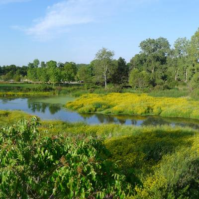 willow pond in the summer
