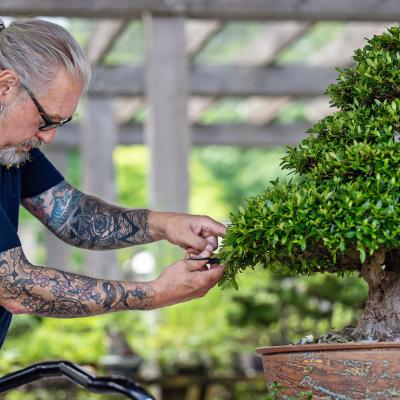 Mike Bruneau working on a bonsai tree
