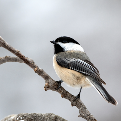 chickadee on a leafless branch