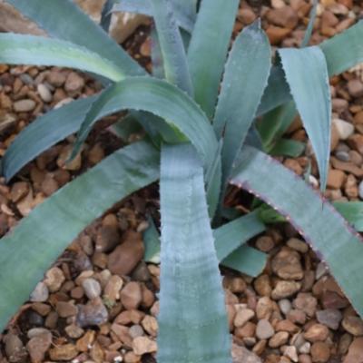Small agave plant in Arid House