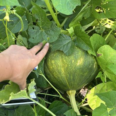 hand pointing to a squash growing in the Indigenous Collaborative Garden