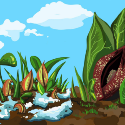 illustrated skunk cabbage