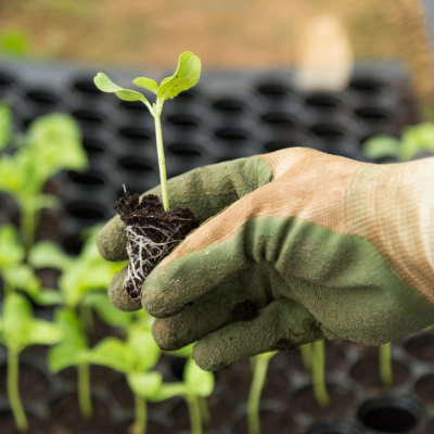 a loved hand holding a small seedling over a tray of others