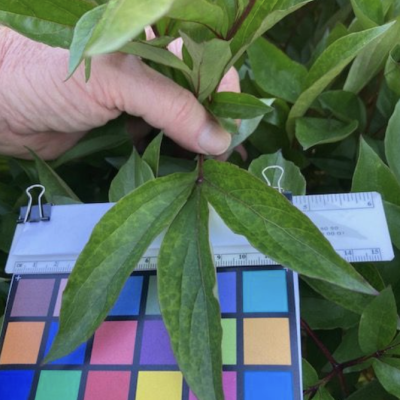color swatch near leaf