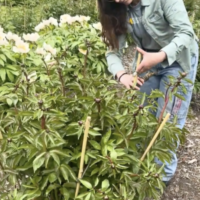 person staking peonies with twine and stakes