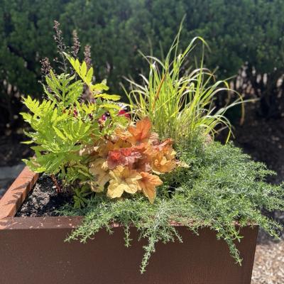 Formal planter at Matthaei Botanical Gardens that has native plants in it