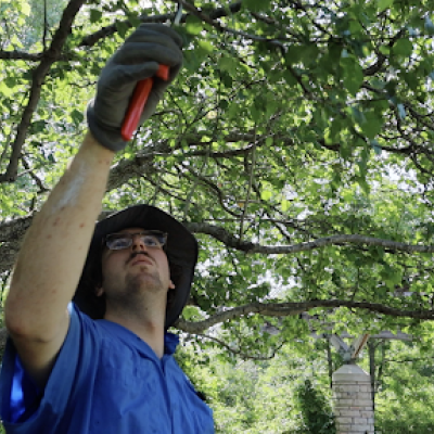 person trimming a tree