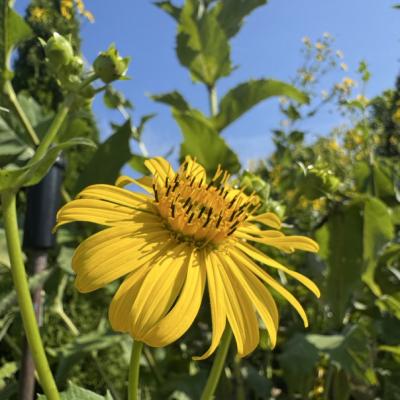 yellow cup plant flower