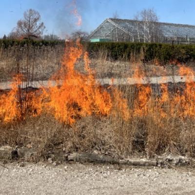 A prescribed fire in the Great Lakes Garden at Matthaei Botanical Gardens. 