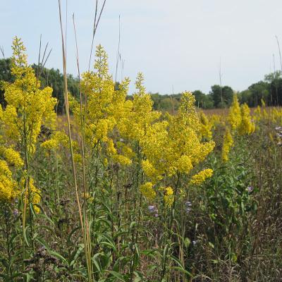 Yello goldenrod flowers